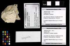 Foto (Objekt + Etiketten) von Isopoda indet. 